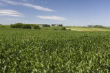 Corn field and dairy farms, Stearns County, Minnesota.