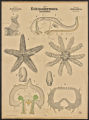 (Typus) Echinodermata. Stachelhäuter. (Classe) Actinozoa. Sternthiere. (Ordnung) Asteroidea. Seesterne