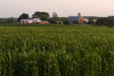 Corn field in Carver County, Minnesota, near Cologne, on U.S. Hwy. 212.