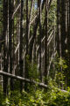 Blow down of old red and white pines on the Chippewa National Forest, Minnesota, in July, 2012.
