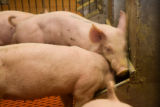 Pigs raised on partial DDGS diet.