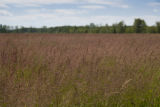 Turf grass seed production field, near harvest time.