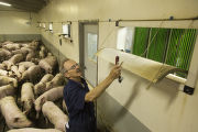 Swine farm with geothermal heating and cooling, the first in the U.S.