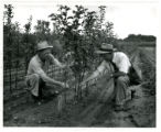 Excelsior Fruit Breeding Farm. Weir and Snyder examine tree.