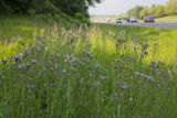 Thistle in highway ditch, US Hwy 169.