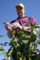 Seth Naeve, soybeans, Agronomy Centennial tours, St. Paul Campus, August, 2010.