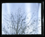 Bohemian Waxwings on trees