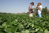 Soybean aphid research, students checking for aphids.