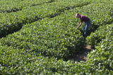 Soybean plots of University of Minnesota soybean researcher Seth Naeve for soybean production research.