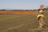 Pick your own pumpkin patch, along Minnesota Hwy 212, Carver County.