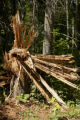 Blow down of old red and white pines on the Chippewa National Forest, Minnesota, in July, 2012.