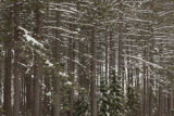 Cloquet Forestry Center of the University of Minnesota.