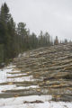 Aspen and other species logged during the winter and piled at landing ready for transport to mill in International Falls.