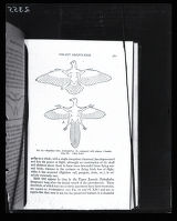 Flight origin, illustration from Henry Fairfield Osborn, "The Origin and Evolution of Life"