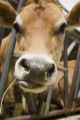 Skiba family Jersey dairy farm, "Diamonds Farm" in Isanti County, between Cambridge and North Branch.