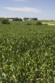 Corn field and dairy farms, Stearns County, Minnesota.