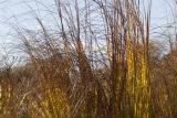 Cordgrass plots in mid-October.