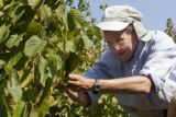 Lois Braun, hazel shrub breeding, reproduction and nut production.