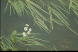 Sagittaria cuneata