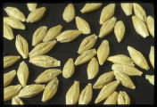 Barley seeds