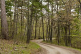 Mixed species forest in early spring along Forest Service road, Chippewa National Forest, Minnesota.