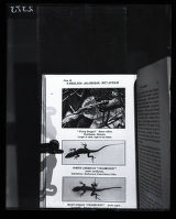 Flying dragon, flight, illustration from Raymond L. Ditman, "Reptiles of the World"