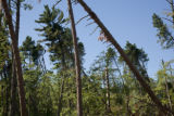 Blow down of old red and white pines on the Chippewa National Forest, Minnesota, in July, 2012.