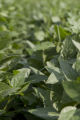 Morning dew on soybean leaves at the University of Minnesota's Southern Research and Outreach Center, Waseca, Minnesota.