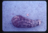 Taro rhizome