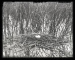 Holboells Grebe's nest and eggs