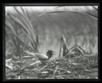 Black Tern, adult at nest