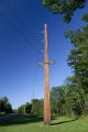 Wood utility poles in northern Wisconsin.
