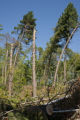 Blow down of old red and white pines on the Chippewa National Forest, Minnesota, in July, 2012.
