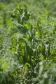 Sweet, green pea research by Vince Fritz, Department of Horticultural Science.