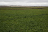 Potato breeding, harvest. University of Minnesota potato breeding plots at the Williston Research Extension Center in North Dakota.