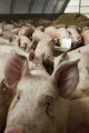 Feeder pigs on straw bedding, circulating around stainless steel waterer on floor of hoop house during winter.