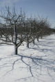 Extremely cold hardy apple varieties under development by University of Minnesota researchers with the Minnesota Agricultural Experiment Station.