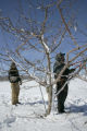 Pruning extremely cold hardy apple varieties under development by University of Minnesota researchers with the Minnesota Agricultural Experiment Station.