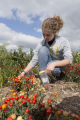 Evaluating pepper varieties for use in food safety and nutrition.
