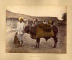 Bheestie with Bullock