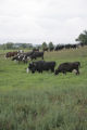 Cows grazing on pasture.