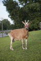 Goat grazing in Wisconsin.