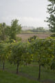 Frontenac gris' vines at Garvin Heights Vineyard, Marvin and Linda Seppanen, Winona, Minnesota.