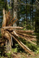 Blow down of old red and white pines on the Chippewa National Forest, Minnesota, in July, 2012.