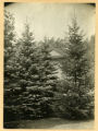 Colorado Blue Spruce of left; Balsam fir on right. 20 years old, 30 feet high