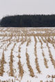 Corn stubble in mid-January, central Minnesota.