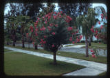 Nerium oleander