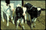 Holstein calves