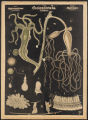 (Typus) Coelenterata, Hohlthiere. (Ordnung) Hydroidea (Hydroiden), (Classe) Hydromedusae (Hydromedusen)