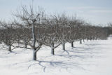 Extremely cold hardy apple varieties under development by University of Minnesota researchers with the Minnesota Agricultural Experiment Station.